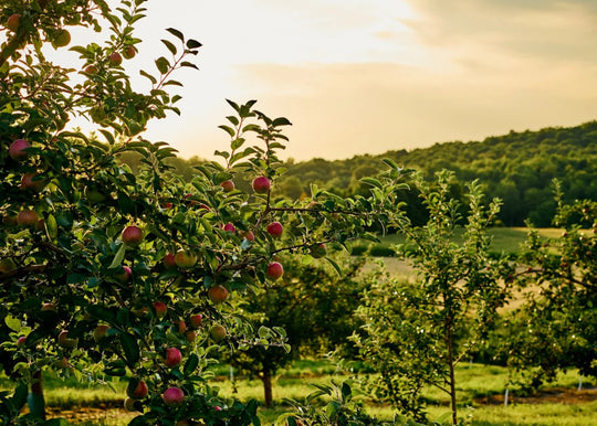 3 idées de virées gourmandes dans les Basses-Laurentides🍇