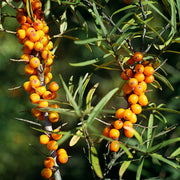 Confiture de baies d'argousier